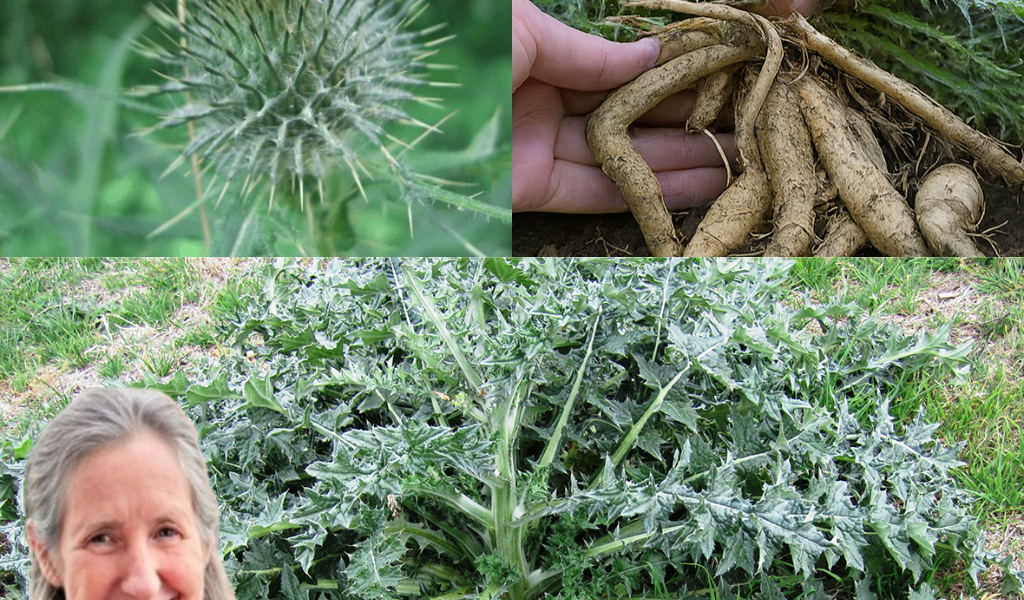 You’ve Walked Past This Prickly Weed, But Its Root Holds a Secret to Better Health You’ve Walked Past This Prickly Weed, But Its Root Holds a Secret to Better Health