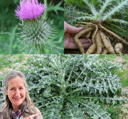 You’ve Walked Past This Prickly Weed, But Its Root Holds a Secret to Better Health You’ve Walked Past This Prickly Weed, But Its Root Holds a Secret to Better Health