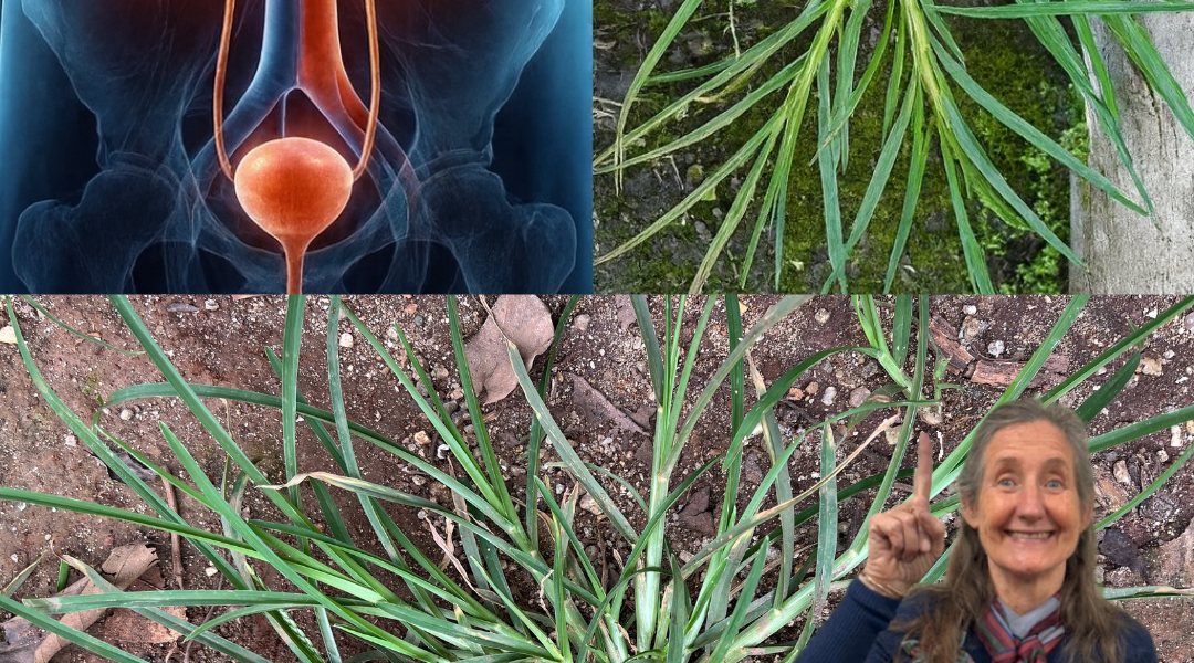 Nature’s Overlooked Healer: Unlock the Power of Goosegrass to Transform Your Health