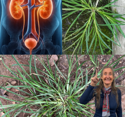 Nature’s Overlooked Healer: Unlock the Power of Goosegrass to Transform Your Health Nature’s Overlooked Healer: Unlock the Power of Goosegrass to Transform Your Health