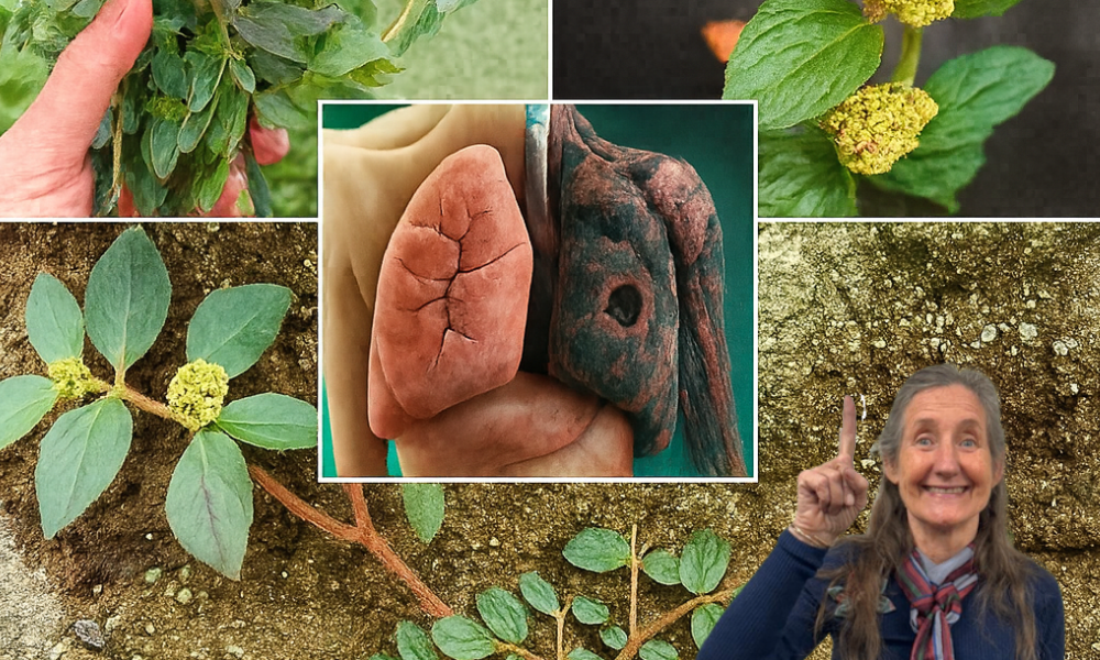 🌿 Unlock the Power of Euphorbia Hirta: 7 Astonishing Health Benefits and Safe Usage Secrets 🌿 Unlock the Power of Euphorbia Hirta: 7 Astonishing Health Benefits and Safe Usage Secrets