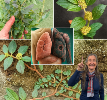 🌿 Unlock the Power of Euphorbia Hirta: 7 Astonishing Health Benefits and Safe Usage Secrets 🌿 Unlock the Power of Euphorbia Hirta: 7 Astonishing Health Benefits and Safe Usage Secrets