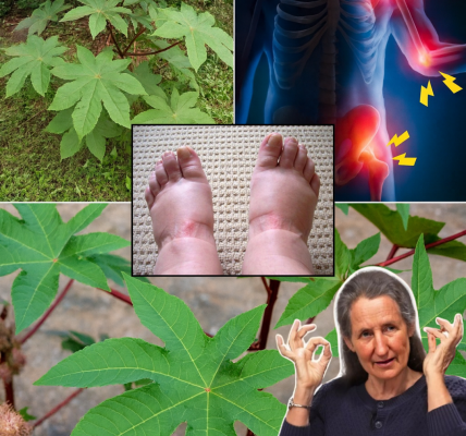 🌿 Unlock the Hidden Power of Castor Leaves: 10 Surprising Benefits for a Healthier You 🌿 Unlock the Hidden Power of Castor Leaves: 10 Surprising Benefits for a Healthier You