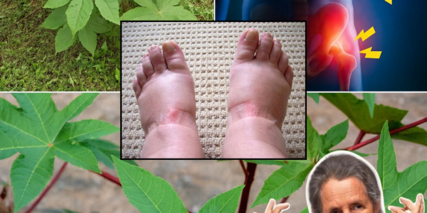 🌿 Unlock the Hidden Power of Castor Leaves: 10 Surprising Benefits for a Healthier You