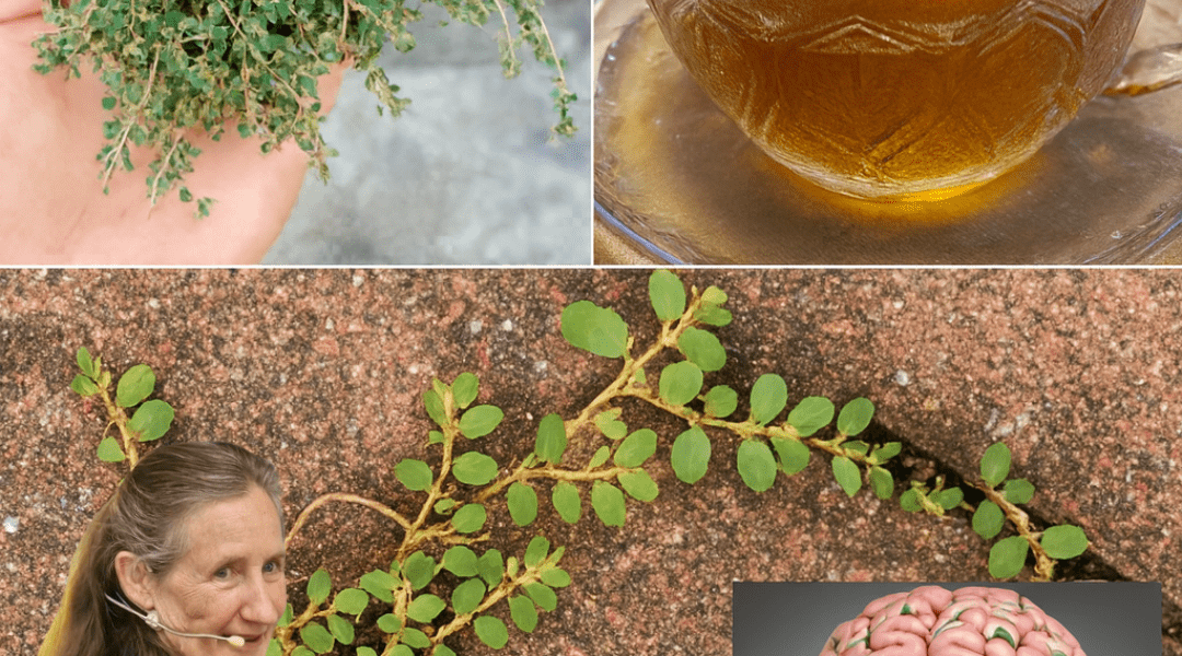 Is This Tiny Herb Your Secret to Vibrant Health? Unveil the Astonishing Power of Euphorbia Thymifolia 🌿✨ Is This Tiny Herb Your Secret to Vibrant Health? Unveil the Astonishing Power of Euphorbia Thymifolia 🌿✨