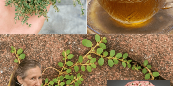 Is This Tiny Herb Your Secret to Vibrant Health? Unveil the Astonishing Power of Euphorbia Thymifolia 🌿✨