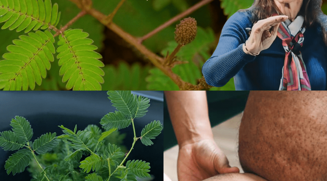The Hidden Power of Mimosa Pudica: Unlocking Nature’s Sensitive Healer The Hidden Power of Mimosa Pudica: Unlocking Nature’s Sensitive Healer