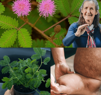 The Hidden Power of Mimosa Pudica: Unlocking Nature’s Sensitive Healer The Hidden Power of Mimosa Pudica: Unlocking Nature’s Sensitive Healer