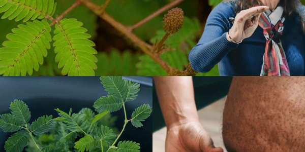 The Hidden Power of Mimosa Pudica: Unlocking Nature’s Sensitive Healer