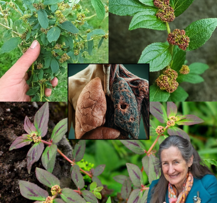 🌿 Euphorbia Hirta: Unlock 30 Astonishing Health Benefits Safely 🌿 Euphorbia Hirta: Unlock 30 Astonishing Health Benefits Safely