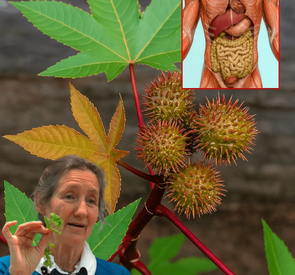 🌿 The Hidden Power of Castor Leaves: Nature’s Healing Secret Unveiled 🌿 The Hidden Power of Castor Leaves: Nature’s Healing Secret Unveiled