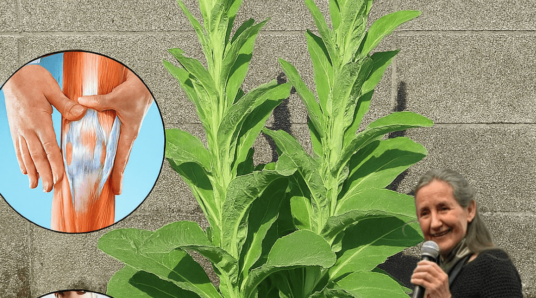 Nature’s Hidden Gem: 11 Brilliant Benefits and Uses of Common Mullein Nature’s Hidden Gem: 11 Brilliant Benefits and Uses of Common Mullein