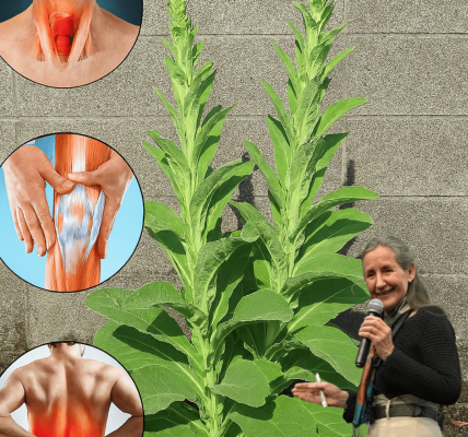 Natureâs Hidden Gem: 11 Brilliant Benefits and Uses of Common Mullein Natureâs Hidden Gem: 11 Brilliant Benefits and Uses of Common Mullein