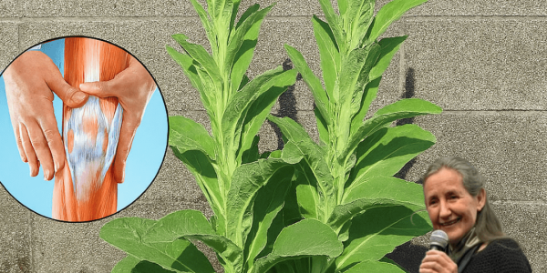 Nature’s Hidden Gem: 11 Brilliant Benefits and Uses of Common Mullein