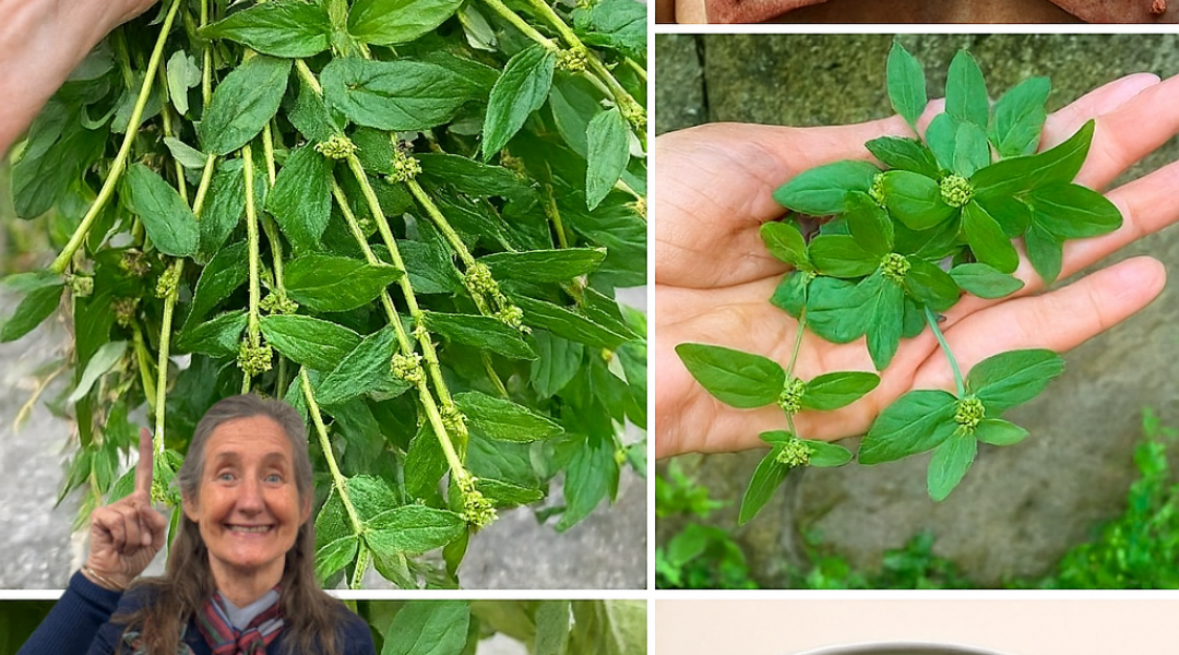 🌿 Euphorbia Hirta: The Astonishing Power of Asthma Weed You Need to Know 🌿 Euphorbia Hirta: The Astonishing Power of Asthma Weed You Need to Know