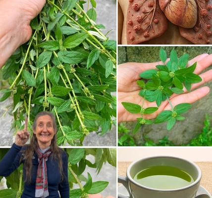 🌿 Euphorbia Hirta: The Astonishing Power of Asthma Weed You Need to Know 🌿 Euphorbia Hirta: The Astonishing Power of Asthma Weed You Need to Know