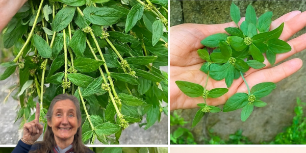 🌿 Euphorbia Hirta: The Astonishing Power of Asthma Weed You Need to Know 🌿 Euphorbia Hirta: The Astonishing Power of Asthma Weed You Need to Know