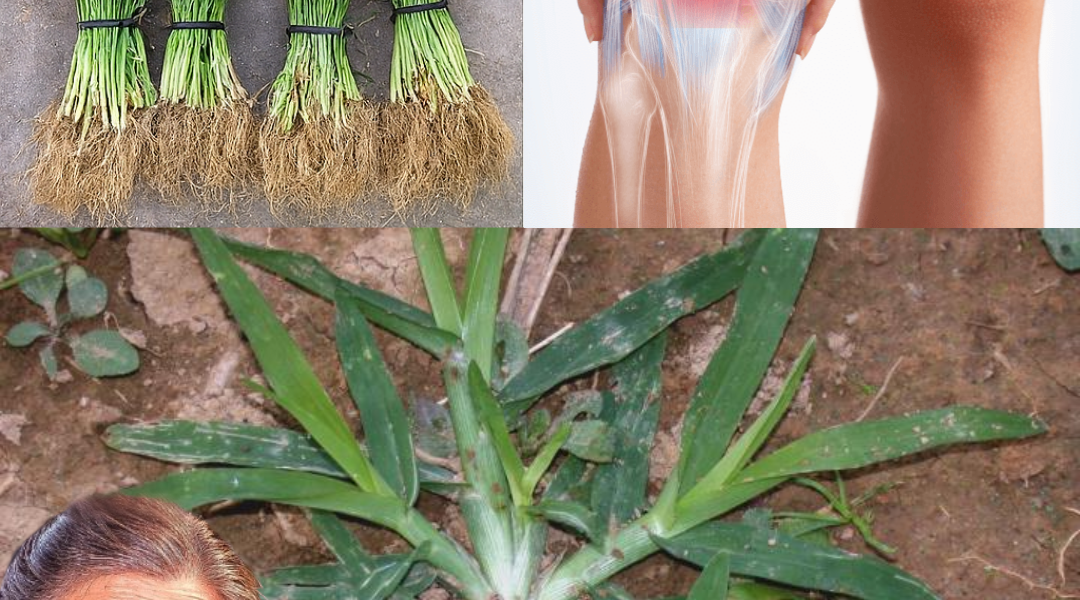 Unveiling the Power of Goosegrass: A Hidden Gem for Health and Wellness Unveiling the Power of Goosegrass: A Hidden Gem for Health and Wellness