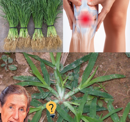 Unveiling the Power of Goosegrass: A Hidden Gem for Health and Wellness Unveiling the Power of Goosegrass: A Hidden Gem for Health and Wellness