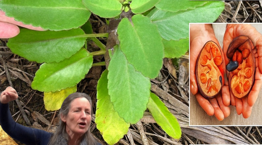 The Miracle Leaf of Life: 7 Astonishing Benefits You Need to Know 🌿 The Miracle Leaf of Life: 7 Astonishing Benefits You Need to Know 🌿