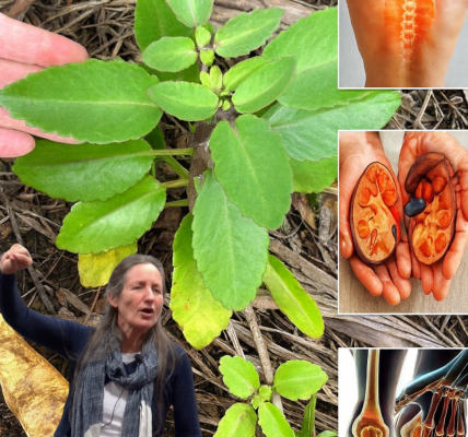 The Miracle Leaf of Life: 7 Astonishing Benefits You Need to Know 🌿 The Miracle Leaf of Life: 7 Astonishing Benefits You Need to Know 🌿