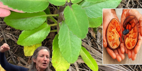 The Miracle Leaf of Life: 7 Astonishing Benefits You Need to Know 🌿