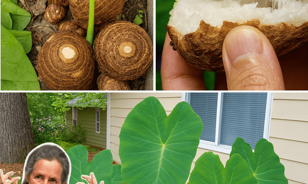 🌱 Taro Root: Your Secret Weapon for a Healthy Colon and Vibrant Digestion!