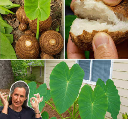 🌱 Taro Root: Your Secret Weapon for a Healthy Colon and Vibrant Digestion! 🌱 Taro Root: Your Secret Weapon for a Healthy Colon and Vibrant Digestion!