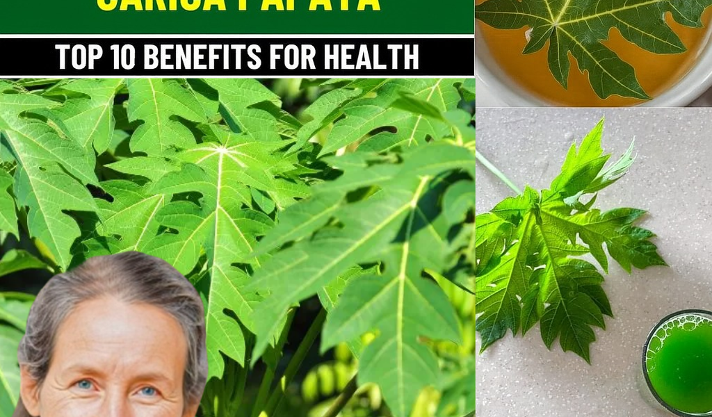 🌿 The Hidden Power of Papaya Leaf: Your Secret Weapon Against Dengue