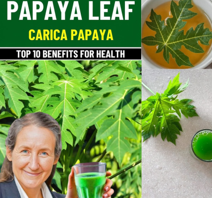 🌿 The Hidden Power of Papaya Leaf: Your Secret Weapon Against Dengue 🌿 The Hidden Power of Papaya Leaf: Your Secret Weapon Against Dengue
