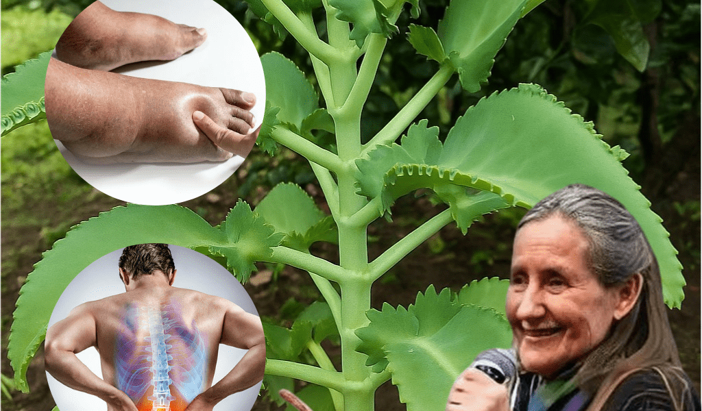 đż Kalanchoe: The Miracle Succulent Thatâs Your Secret to Natural Healing đż Kalanchoe: The Miracle Succulent Thatâs Your Secret to Natural Healing