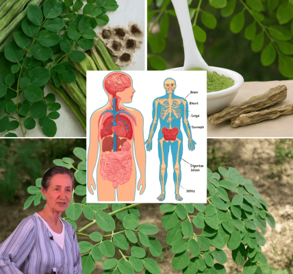 🌿 Unlock the Miraculous Power of Moringa: Your Path to Vibrant Health 🌿 Unlock the Miraculous Power of Moringa: Your Path to Vibrant Health