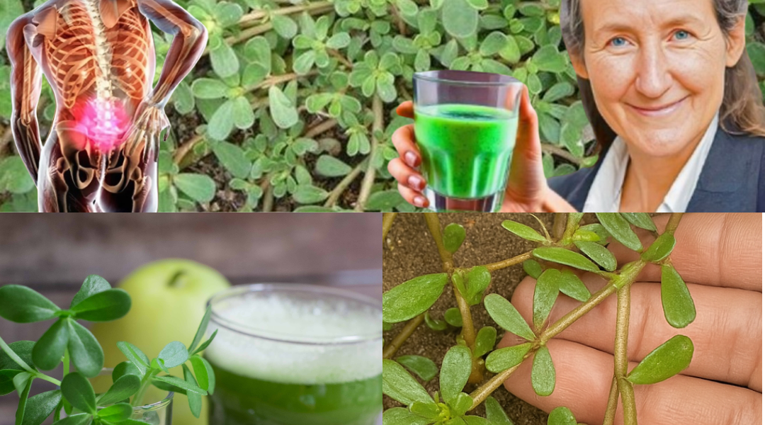 Discover Purslane: The Humble Superfood That Can Transform Your Health Discover Purslane: The Humble Superfood That Can Transform Your Health