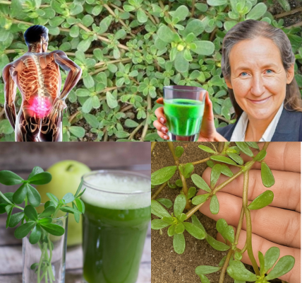 Discover Purslane: The Humble Superfood That Can Transform Your Health Discover Purslane: The Humble Superfood That Can Transform Your Health