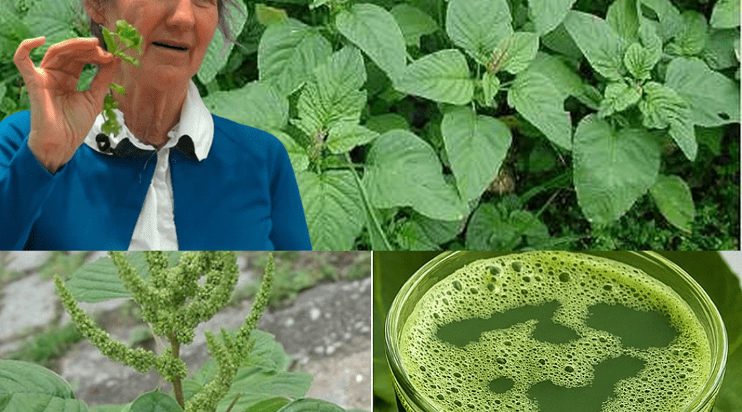 đż Uncover the Hidden Superpower of Pigweed: 21 Reasons to Grow This Misunderstood Marvel đż Uncover the Hidden Superpower of Pigweed: 21 Reasons to Grow This Misunderstood Marvel
