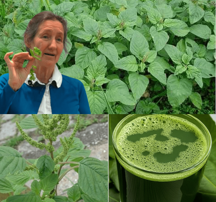 🌿 Uncover the Hidden Superpower of Pigweed: 21 Reasons to Grow This Misunderstood Marvel 🌿 Uncover the Hidden Superpower of Pigweed: 21 Reasons to Grow This Misunderstood Marvel