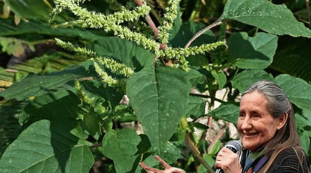 Discover Bledo Blanco: The Hidden Superfood Revolutionizing Health 🌿🧠