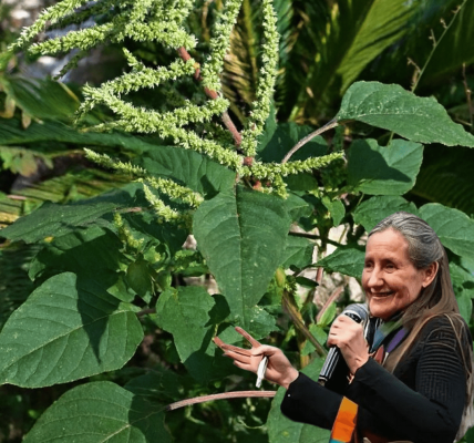 Discover Bledo Blanco: The Hidden Superfood Revolutionizing Health 🌿🧠 Discover Bledo Blanco: The Hidden Superfood Revolutionizing Health 🌿🧠