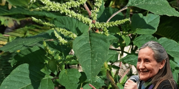 Discover Bledo Blanco: The Hidden Superfood Revolutionizing Health 🌿🧠 Discover Bledo Blanco: The Hidden Superfood Revolutionizing Health 🌿🧠