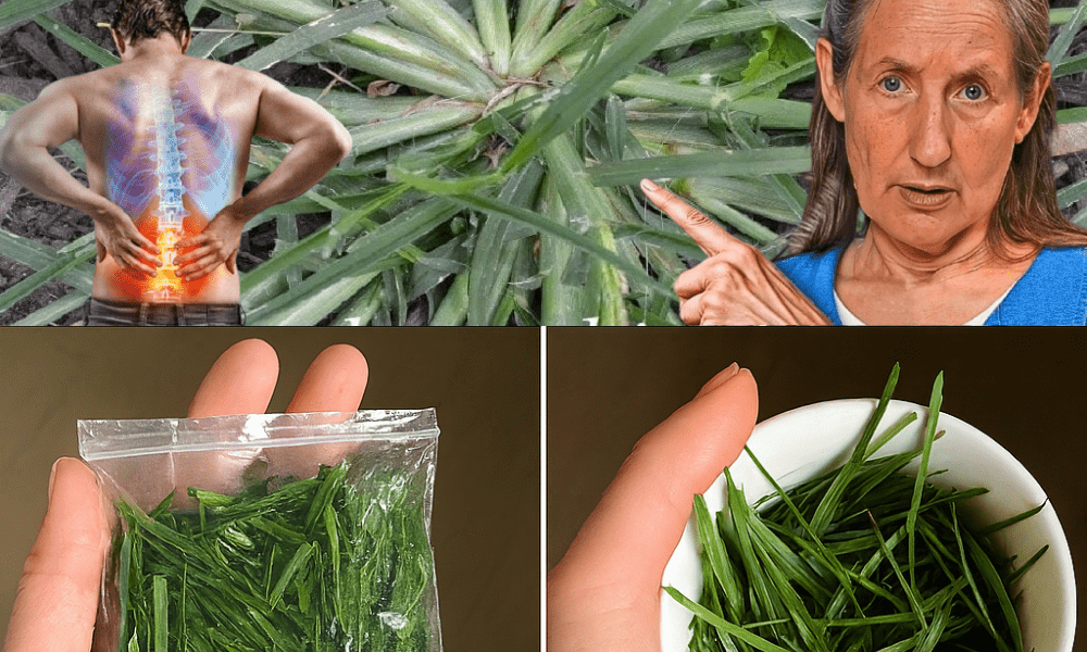 Unveiling the Hidden Power of Goose Grass: Your Ultimate Guide to Its Healing Secrets Unveiling the Hidden Power of Goose Grass: Your Ultimate Guide to Its Healing Secrets