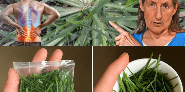 Unveiling the Hidden Power of Goose Grass: Your Ultimate Guide to Its Healing Secrets Unveiling the Hidden Power of Goose Grass: Your Ultimate Guide to Its Healing Secrets