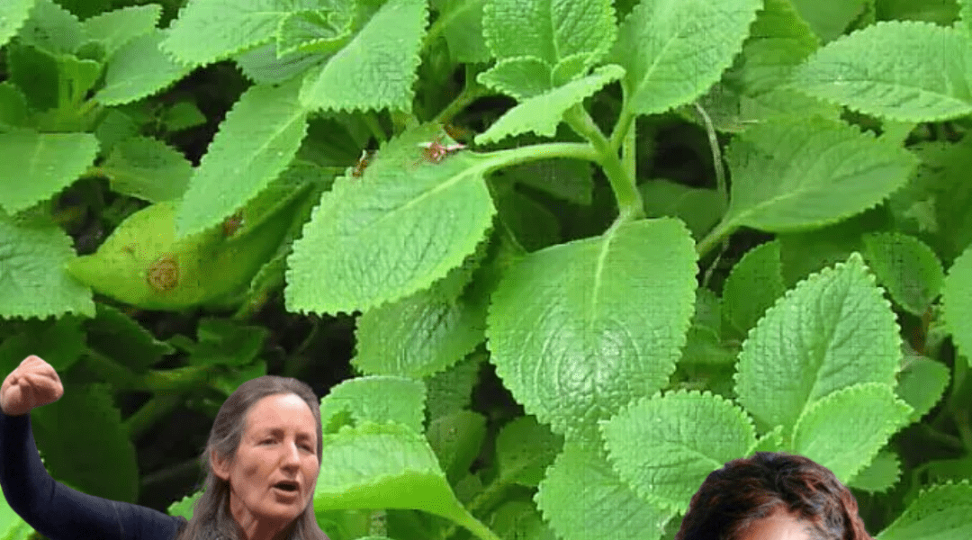 šæ The Secret Herb in Your Kitchen That Every Woman Needs šæ The Secret Herb in Your Kitchen That Every Woman Needs