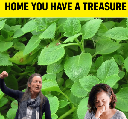 🌿 The Secret Herb in Your Kitchen That Every Woman Needs 🌿 The Secret Herb in Your Kitchen That Every Woman Needs