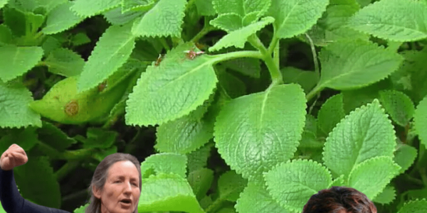 🌿 The Secret Herb in Your Kitchen That Every Woman Needs