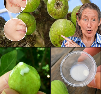 The Gentle Magic of Fig Sap: Rediscover Nature’s Hidden Remedy The Gentle Magic of Fig Sap: Rediscover Nature’s Hidden Remedy