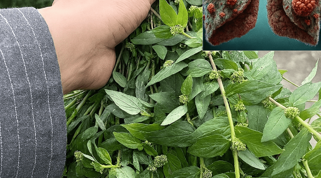 🌿 Euphorbia Hirta: The Asthma Plant’s Ancient Secrets and Modern Wellness Wonders 🌿 Euphorbia Hirta: The Asthma Plant’s Ancient Secrets and Modern Wellness Wonders