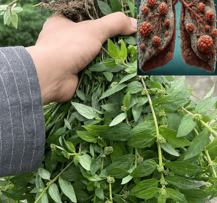 🌿 Euphorbia Hirta: The Asthma Plant’s Ancient Secrets and Modern Wellness Wonders 🌿 Euphorbia Hirta: The Asthma Plant’s Ancient Secrets and Modern Wellness Wonders