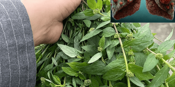 🌿 Euphorbia Hirta: The Asthma Plant’s Ancient Secrets and Modern Wellness Wonders 🌿 Euphorbia Hirta: The Asthma Plant’s Ancient Secrets and Modern Wellness Wonders