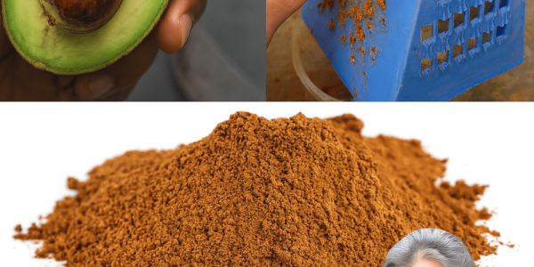 Don’t Toss That Pit! 7 Surprising Reasons Avocado Seeds Are Your New Health Secret Don’t Toss That Pit! 7 Surprising Reasons Avocado Seeds Are Your New Health Secret