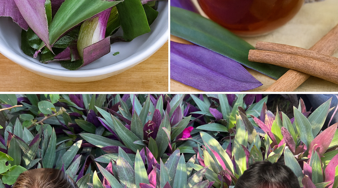 🌿 The Hidden Healing Power of Purple Maguey: Nature’s Secret for Vibrant Health 🌿 The Hidden Healing Power of Purple Maguey: Nature’s Secret for Vibrant Health